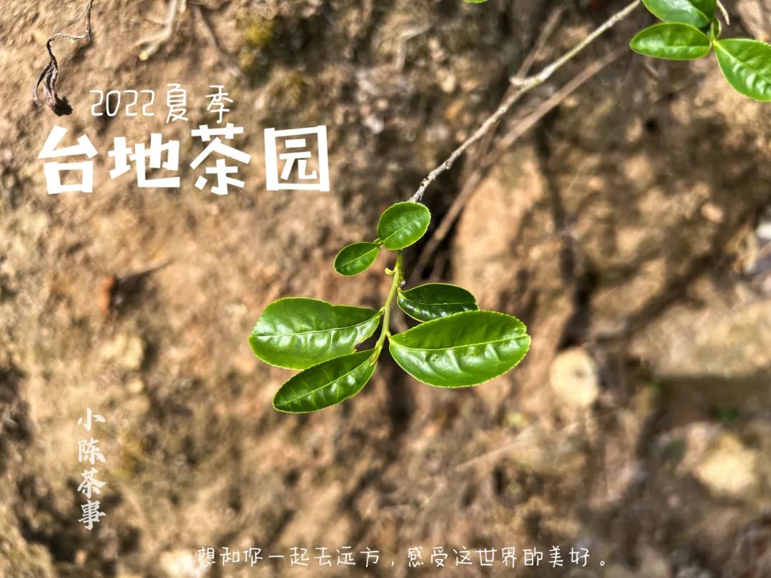 太久没有下雨的山区,太姥山镇旱情