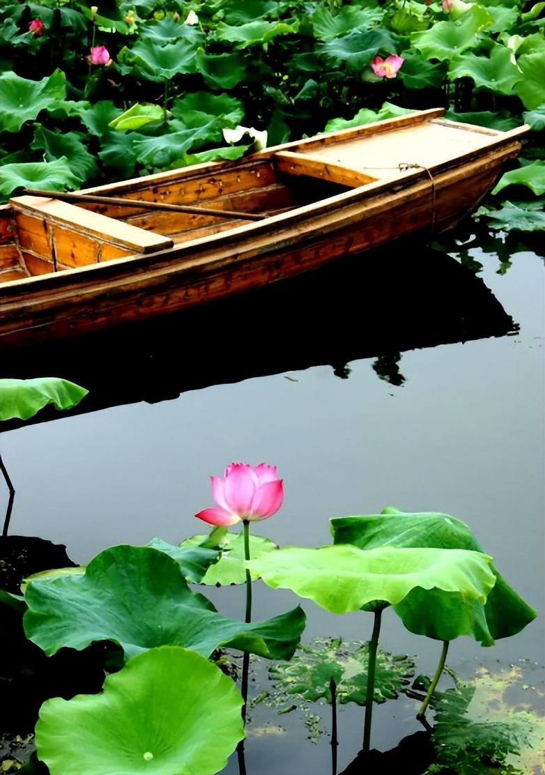 周嗣远|接天碧叶莹如玉，夕照芙蓉万朵花（原创荷之歌25首）