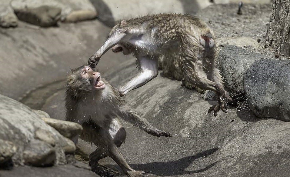 为保护一只狗杀掉所有人,为救爱犬和鳄鱼搏斗身亡