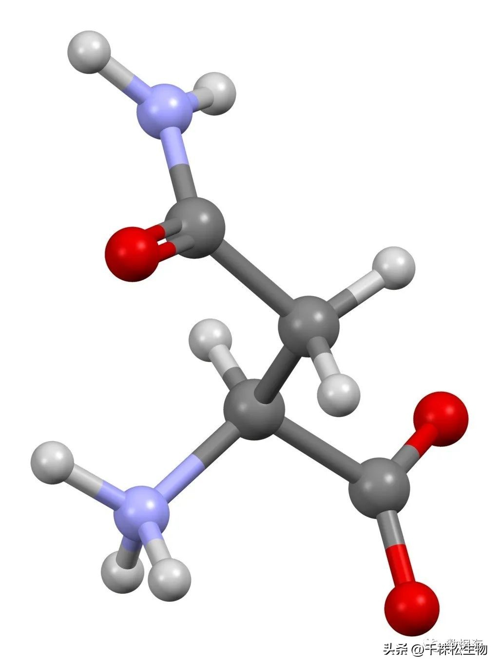 二十种氨基酸介绍,天门冬酰胺和天门冬氨酸的区别