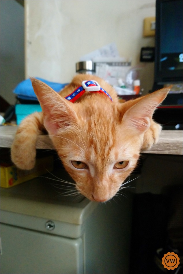 猫零食推荐化毛膏,小末猫粮推荐