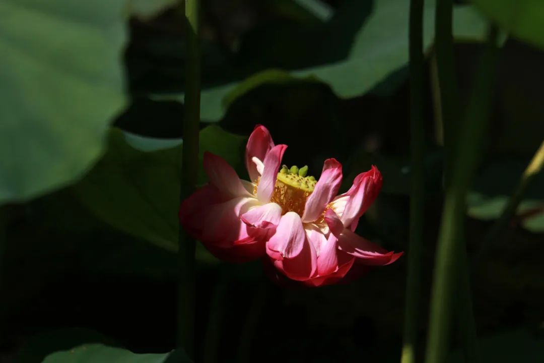 临沂夏日荷花盛开,临沂的荷花火了