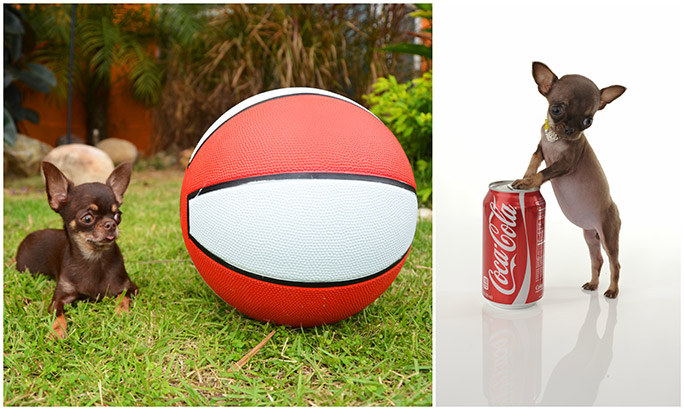 世界上最小的犬种排名,世界上最小的犬种是什么