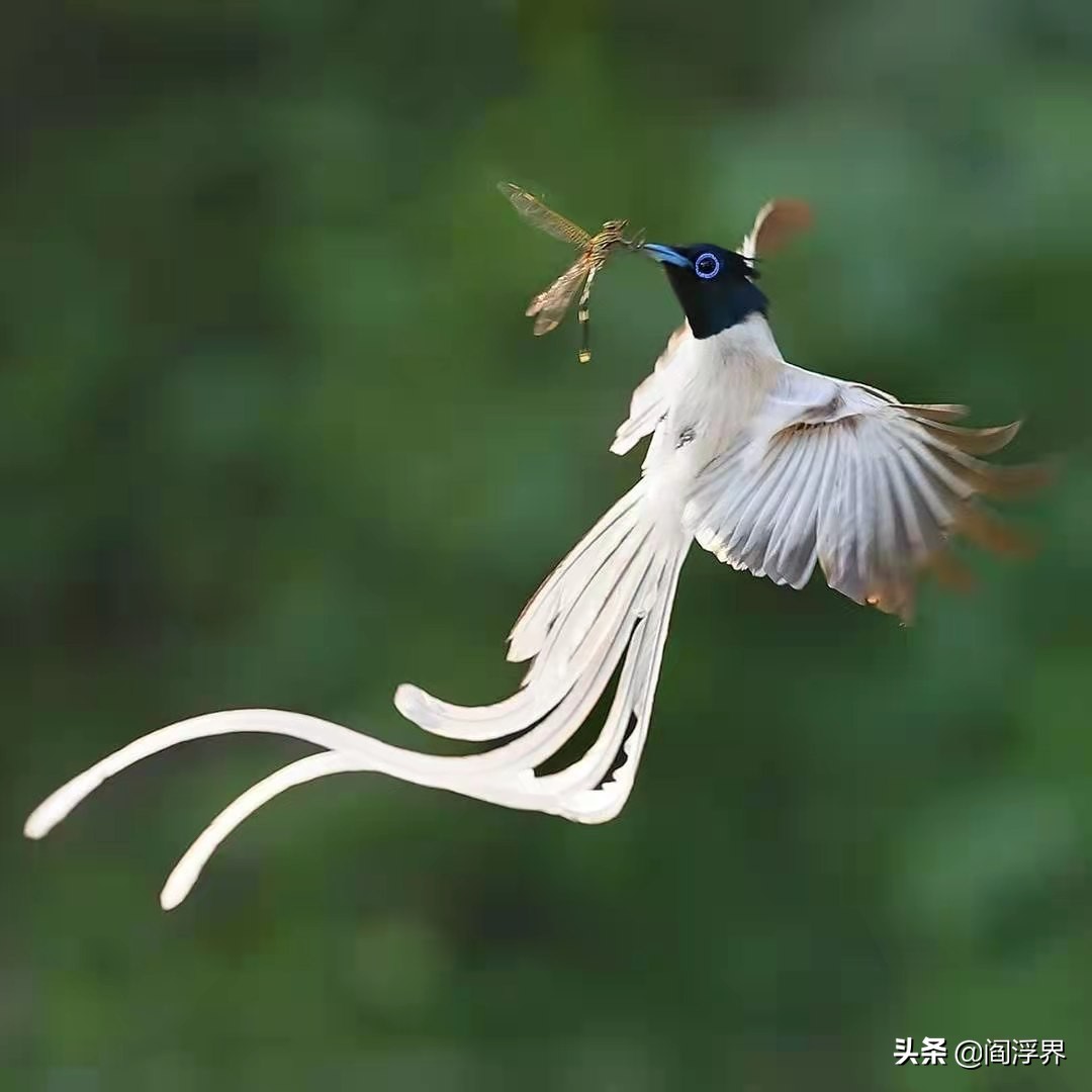 古籍中的禽鸟｜鸟中“梁祝”—寿带鸟（文末含视频）