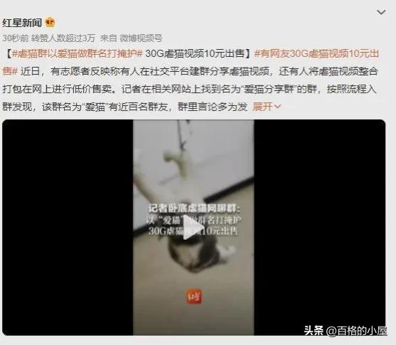 恶趣味！以爱猫为幌子售卖虐猫视频，10元30G，群内讨论虐猫手法