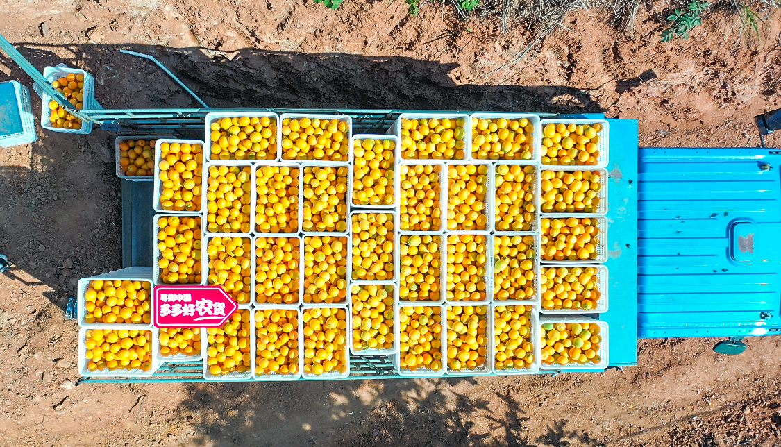 “世界橙乡”95后大学生结伴创业，借拼多多年销脐橙上千万