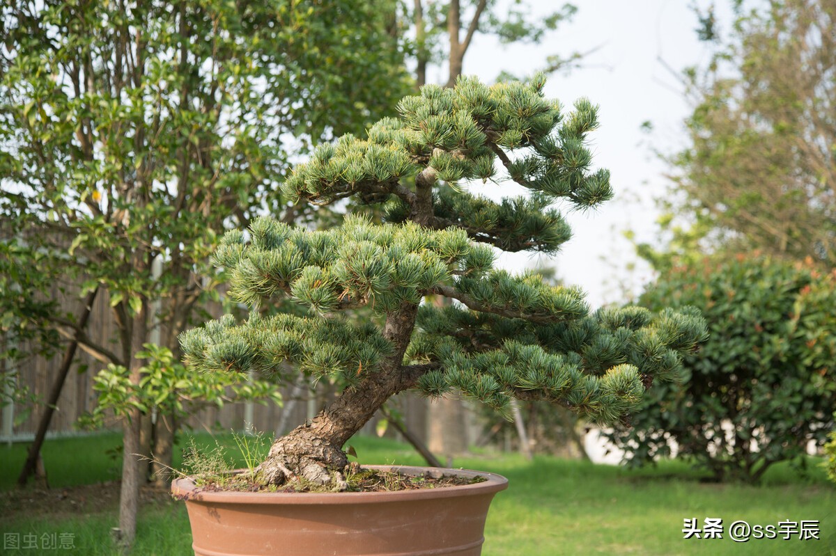 盆景松树室内注意事项,盆景松树需要绿苔