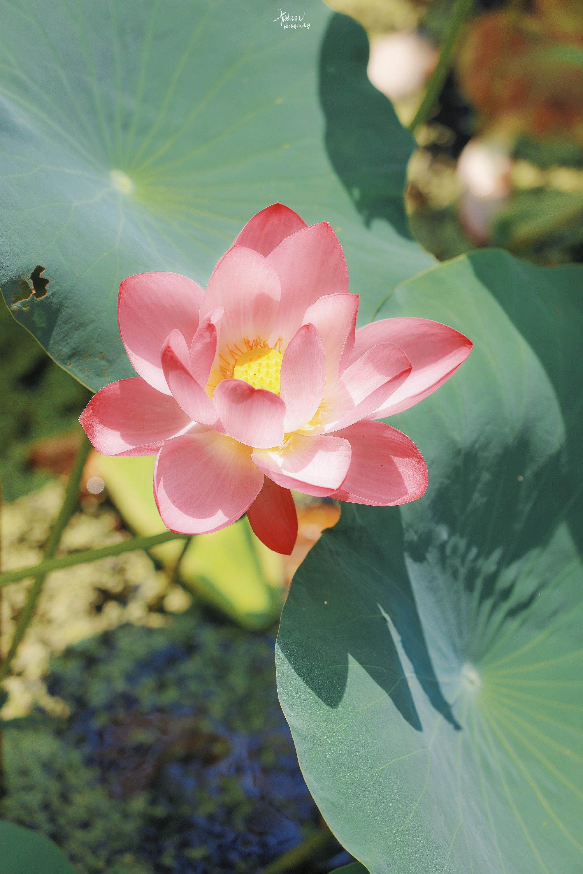 鑽疯姳鎽勫奖浣滃搧鍏ㄩ泦,鑽疯姳鎽勫奖浣滃搧閲戝