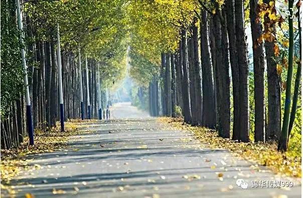 赞美白杨树,散文白杨礼赞朗诵