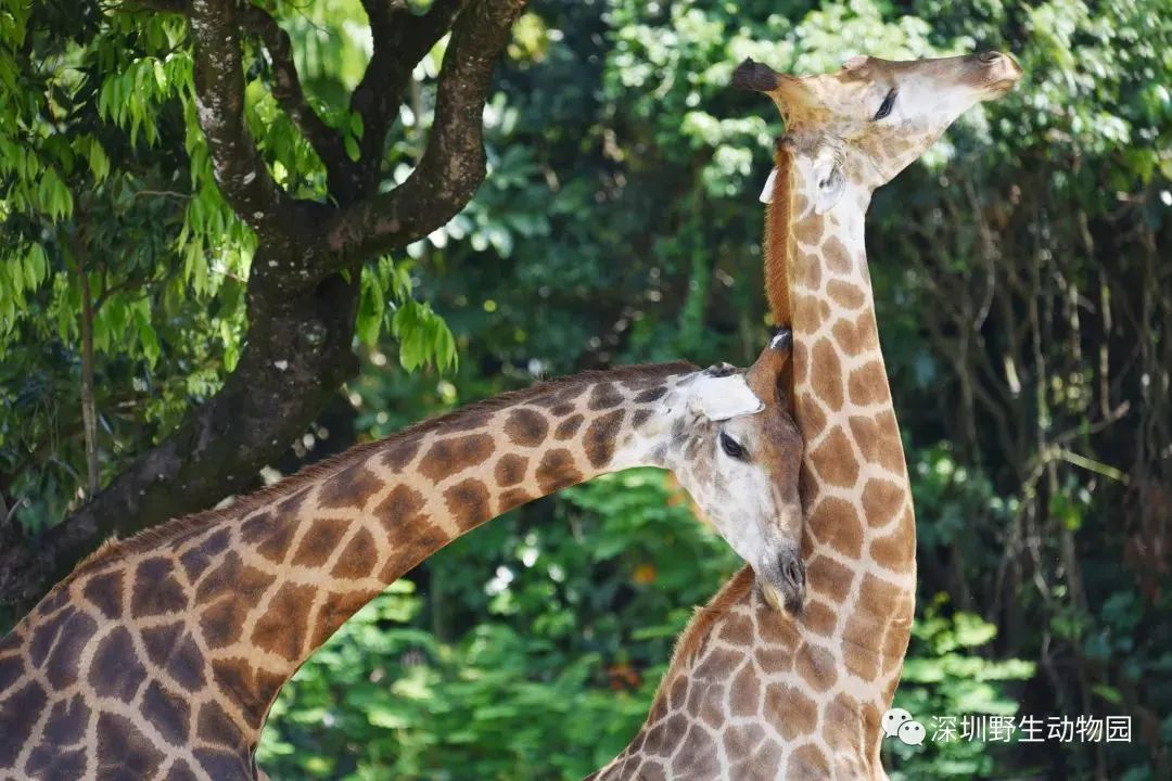 七夕深圳情侣应该去哪里约会,深圳超浪漫的七夕约会圣地推荐