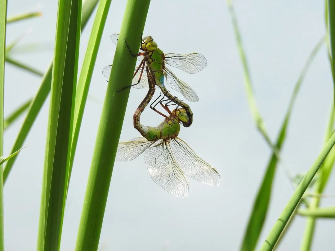西安湿地风景区,西安东郊最美湿地公园