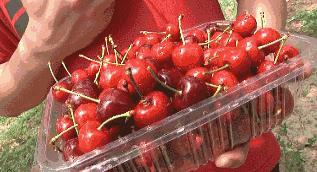 樱桃能不能吃多,樱桃能和鱼一起吃吗会中毒吗