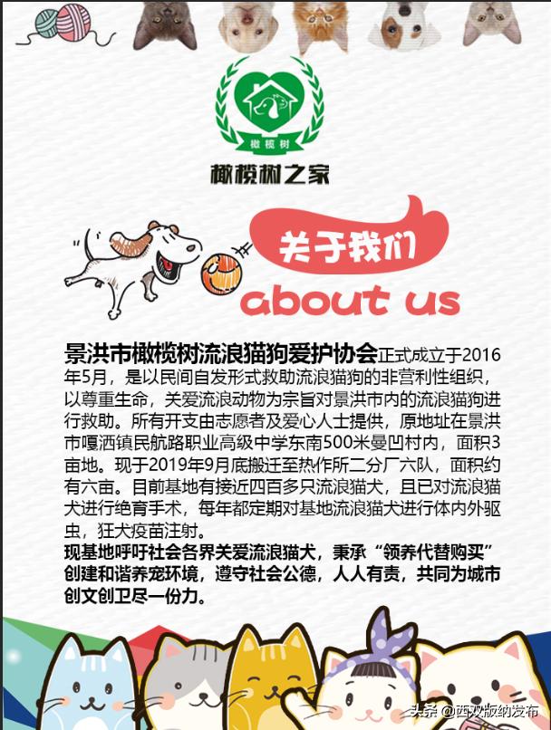 把爱带回家丨让领养代替购买，给它们一个温暖的家