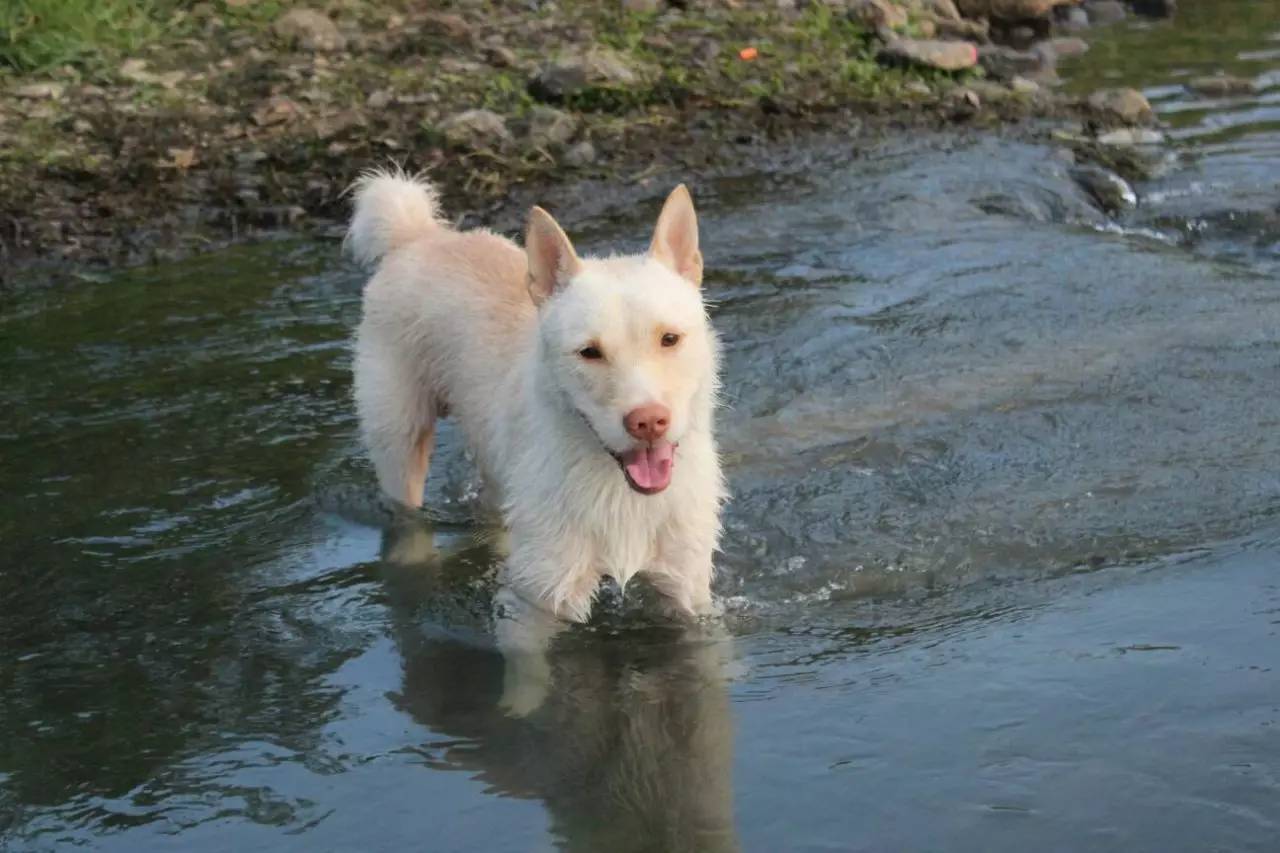 现在的中华田园犬怎么越长越矮了,中华田园犬为什么比其他犬好养