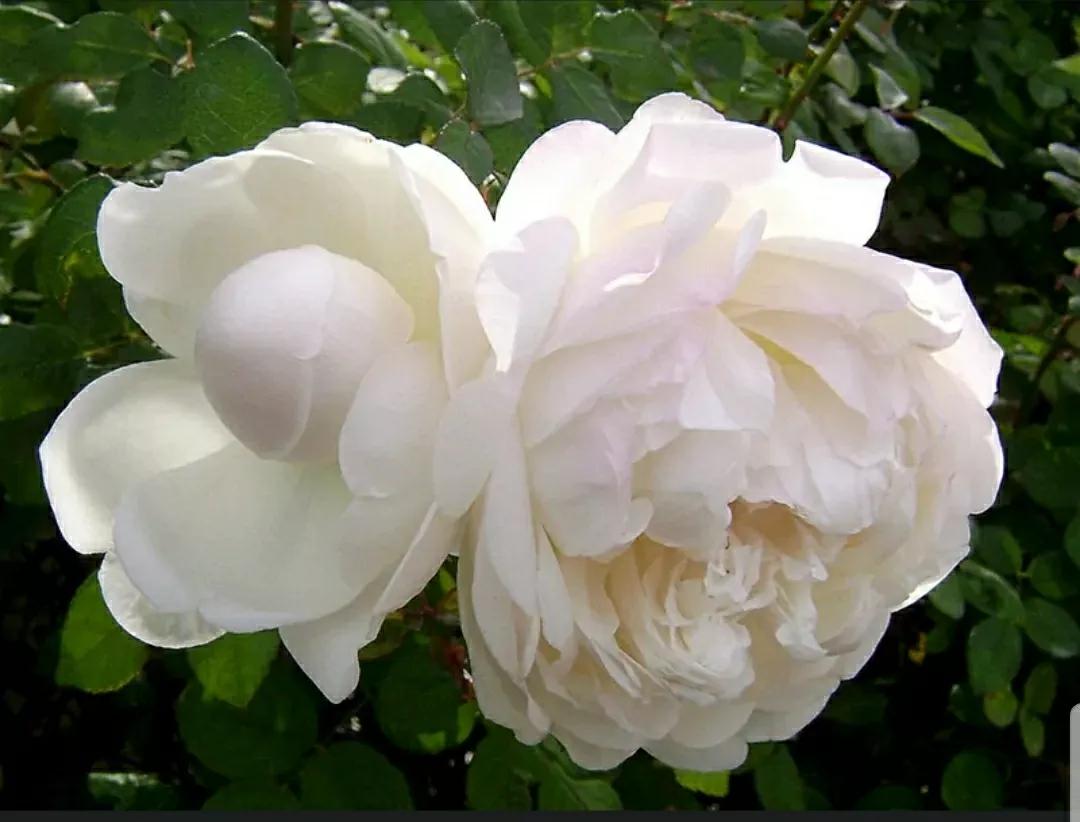 月季玫瑰蔷薇三姐妹的区别,月季蔷薇和玫瑰哪个更好看