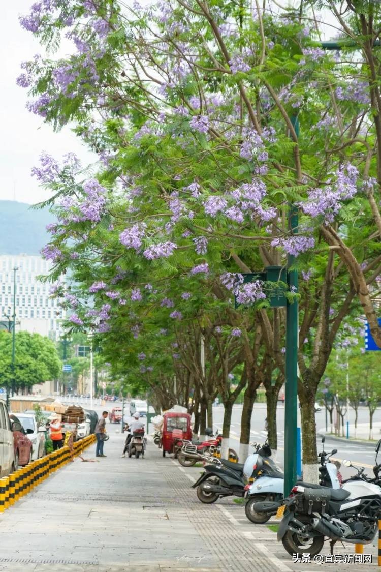 泸州蓝花楹打卡地,蓝花楹打卡点照片
