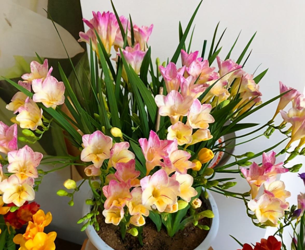 这3种花漂亮又好养1年能开300多天,5种花超好养漂亮上档次