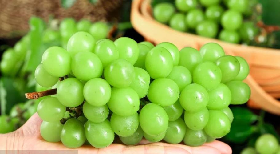 阳光玫瑰是药水泡的吗,阳光玫瑰的作用和处理方法