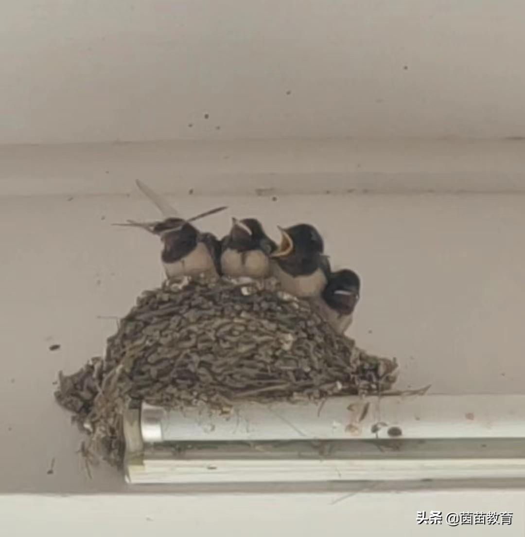 植物动物观察书,观察植物动物和水果