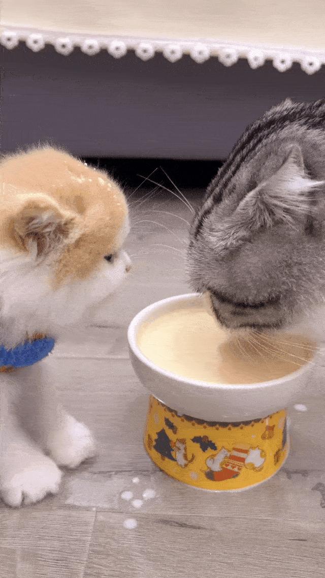 两个猫掐架怎么办,和铲屎官打架的猫咪