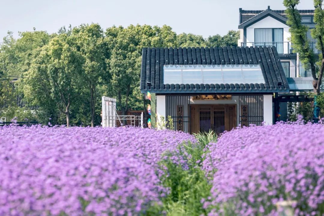 乡村振兴100讲全集,100个经典乡村振兴案例