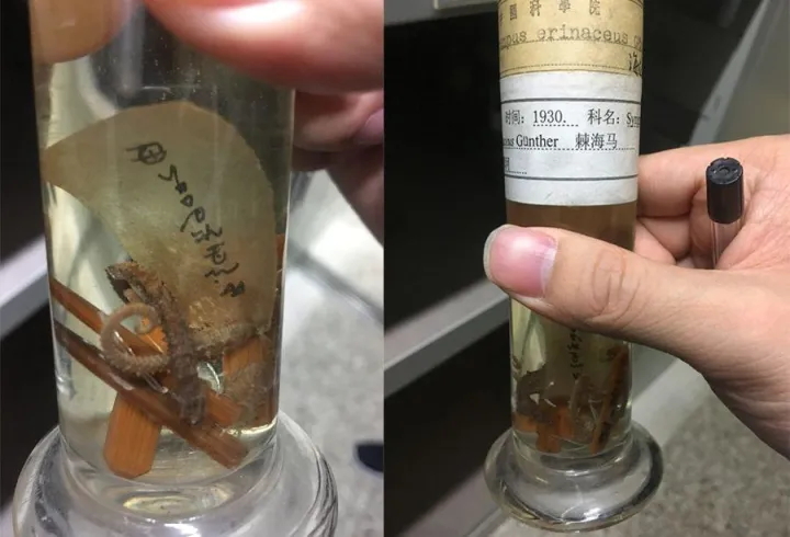 北京的鱼都,北京的鱼