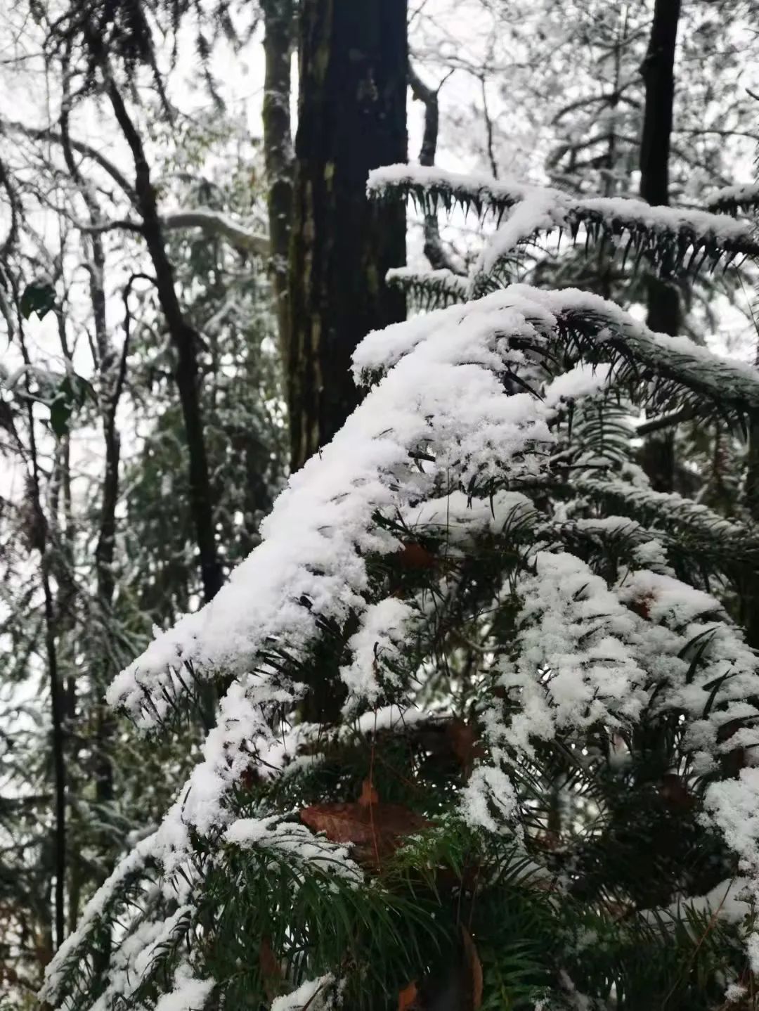 湖北多地降雪量已超10毫米,湖北多地积雪深度超10cm