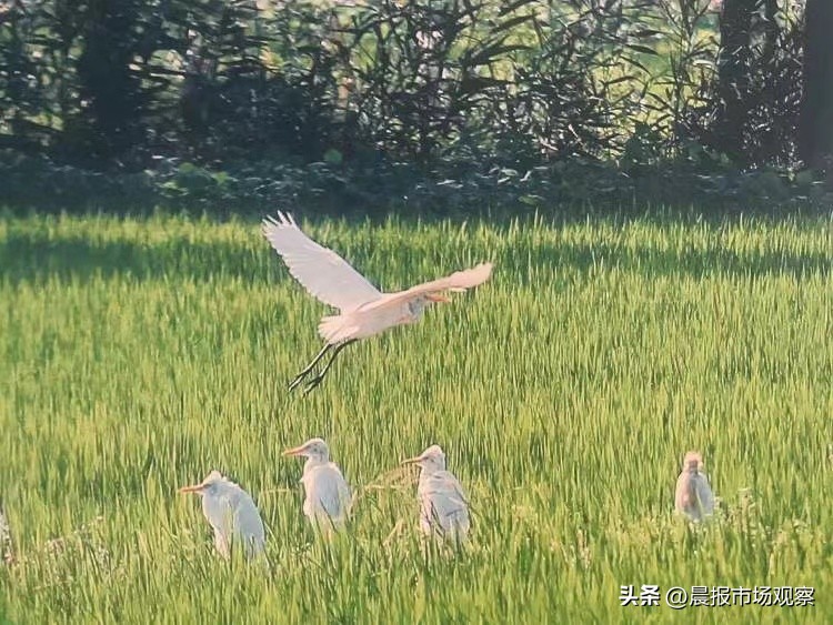 光明谷锦优质大米,光明谷锦崇明大米