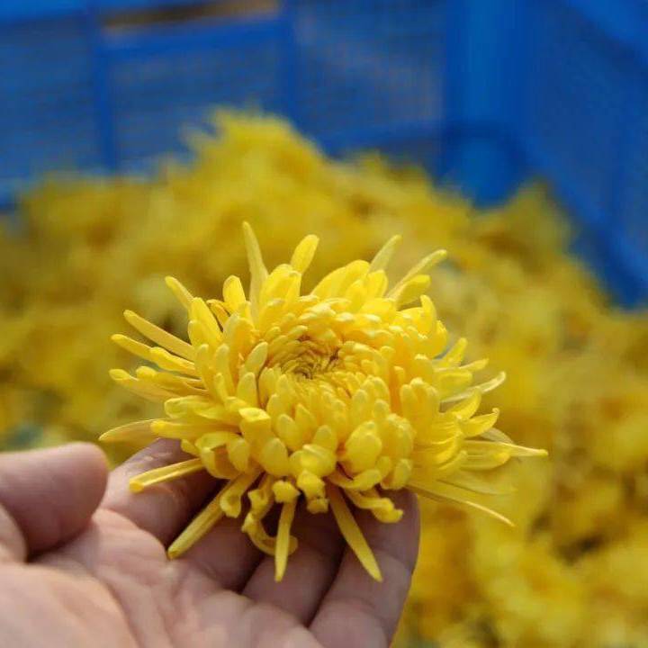 寻味宁德丨幽幽陌上菊花黄——屏南甜*菊黄**