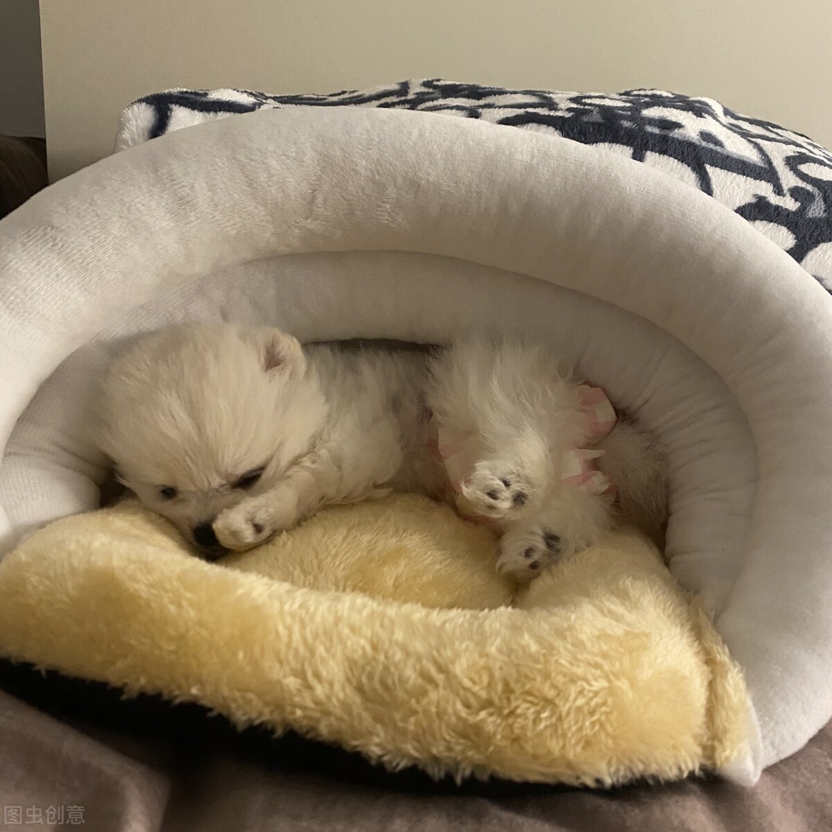 狗狗来姨妈吃什么,狗狗也有姨妈吗