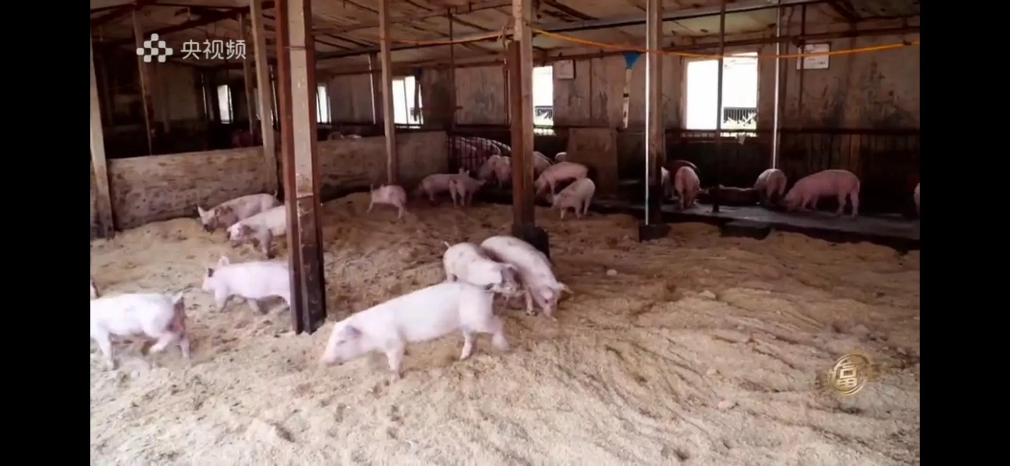 小伙子养猪5年后挣钱5多亿,农村小伙养猪赚过亿