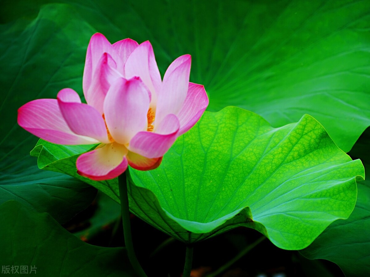 白洋淀影视基地旅游攻略,白洋淀旅游攻略美食