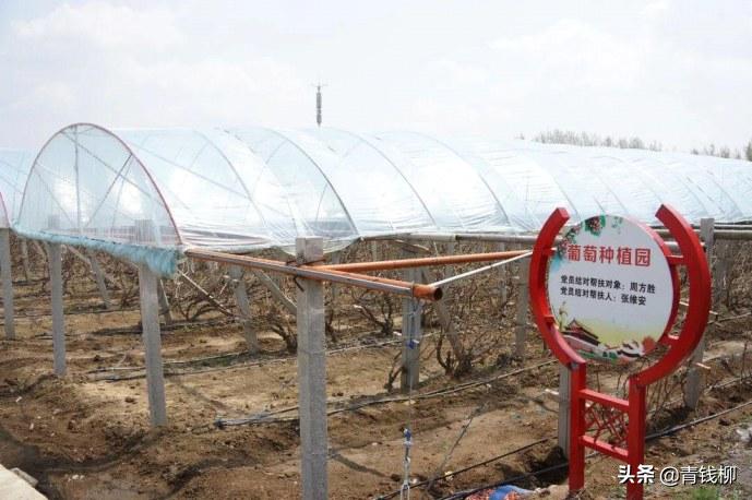 葡萄田间管理若干事项