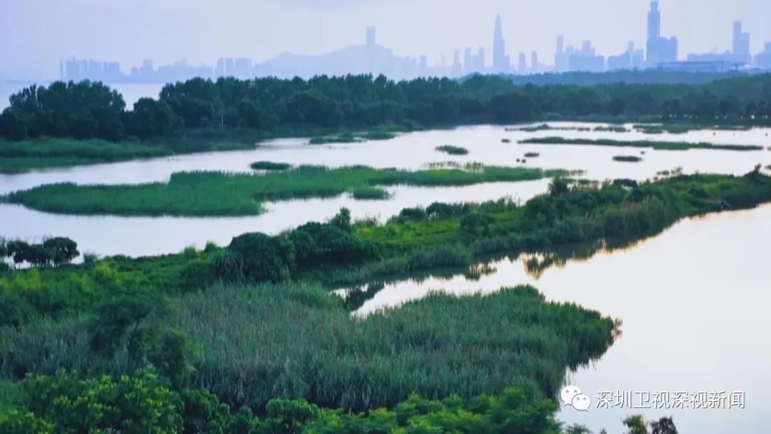 深圳加快全球标杆城市建设,深圳加快建设宜居韧性智慧城市