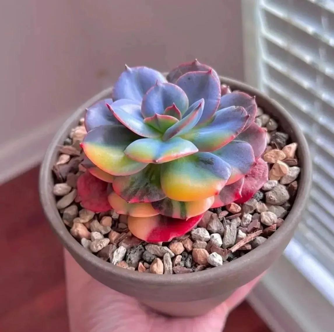 最具有观赏性的多肉植物,颜值高又好养活的多肉植物