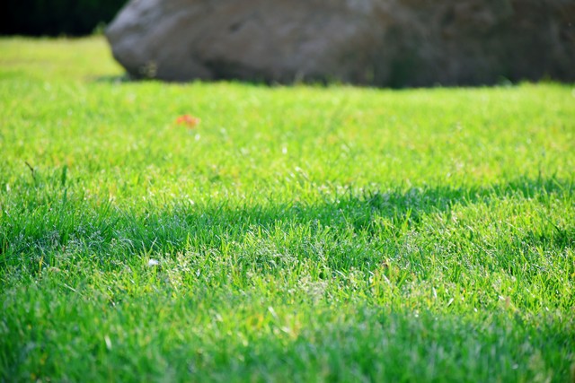 花园里的花种类,花种类大全百科全书