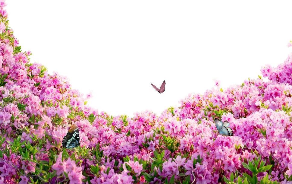 翩翩起舞的蝴蝶兰,翩翩起舞的蝴蝶舞蹈