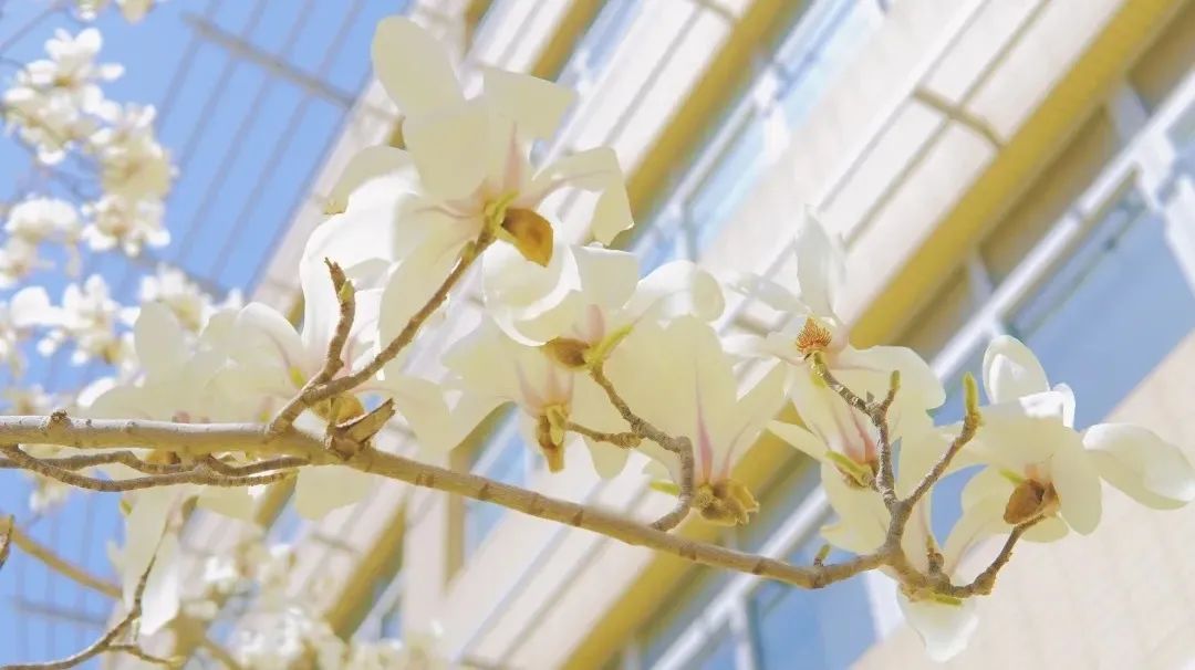 大外快讯|大连外国语大学2022年招生章程