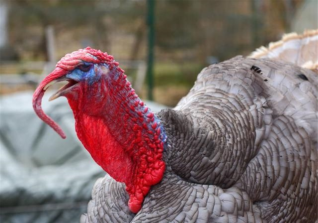 火鸡真的非常难吃英语,火鸡有多难吃解说