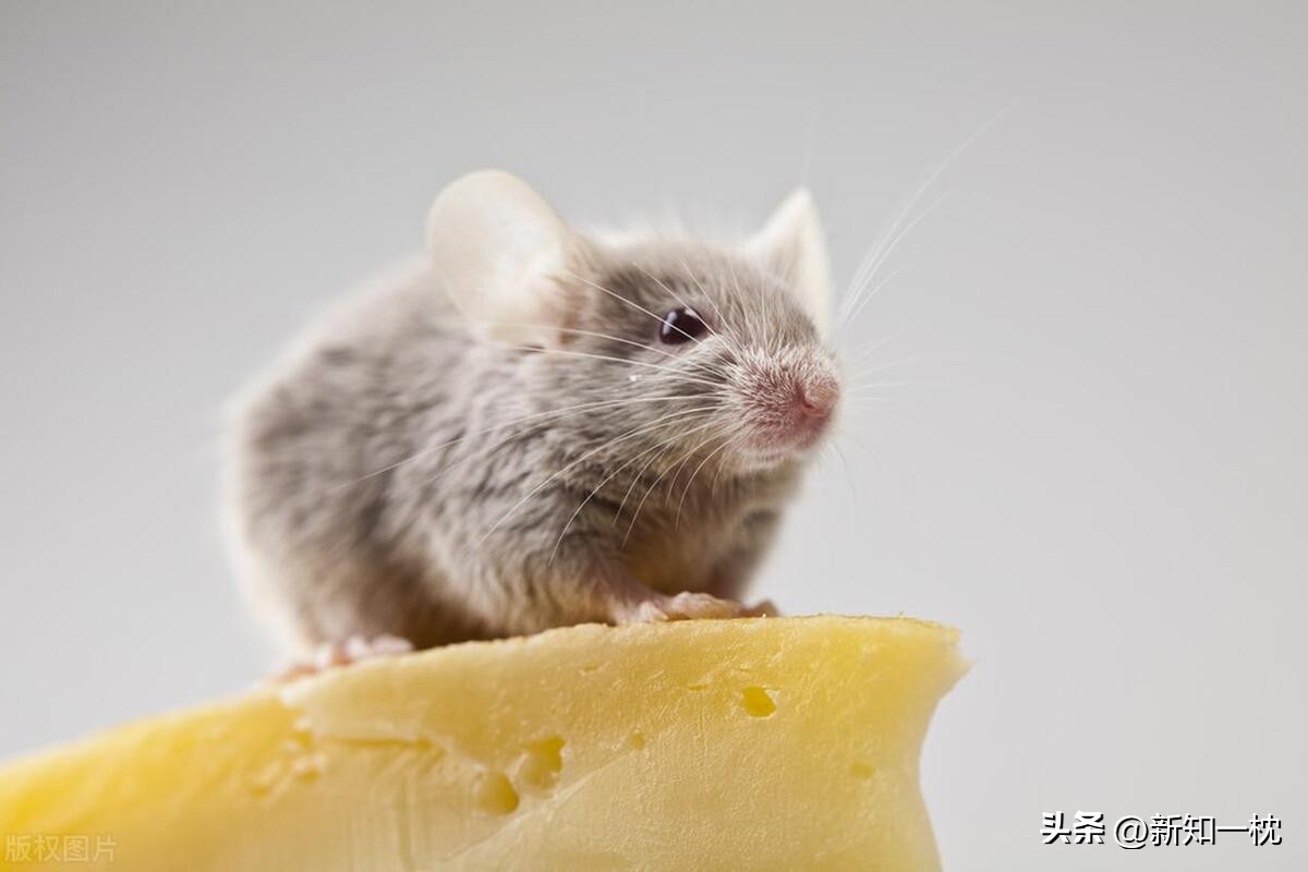 大象害怕老鼠的原因,害怕老鼠是什么原因