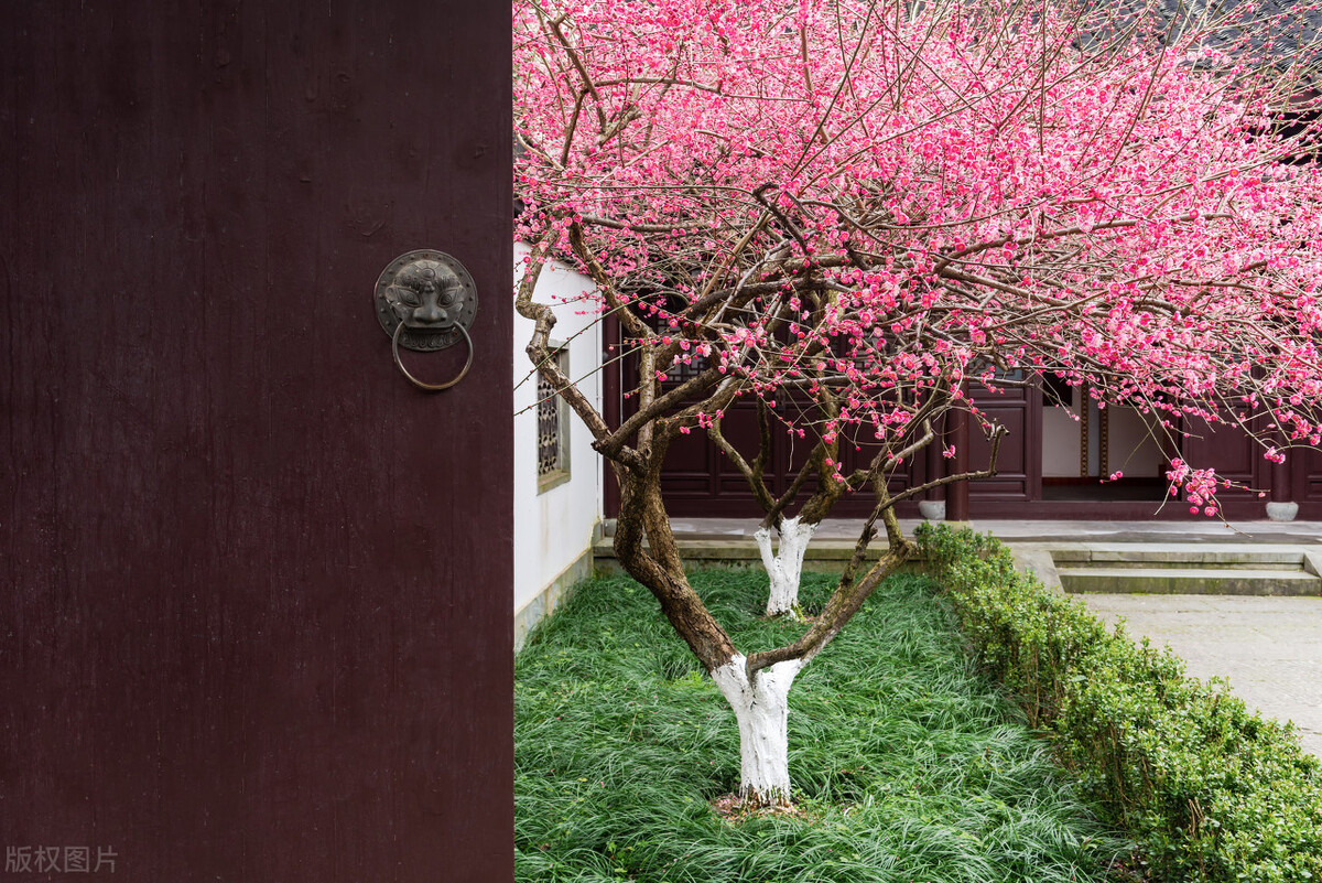 室外冻不死的十种花草,零下30度冻不死的露台植物