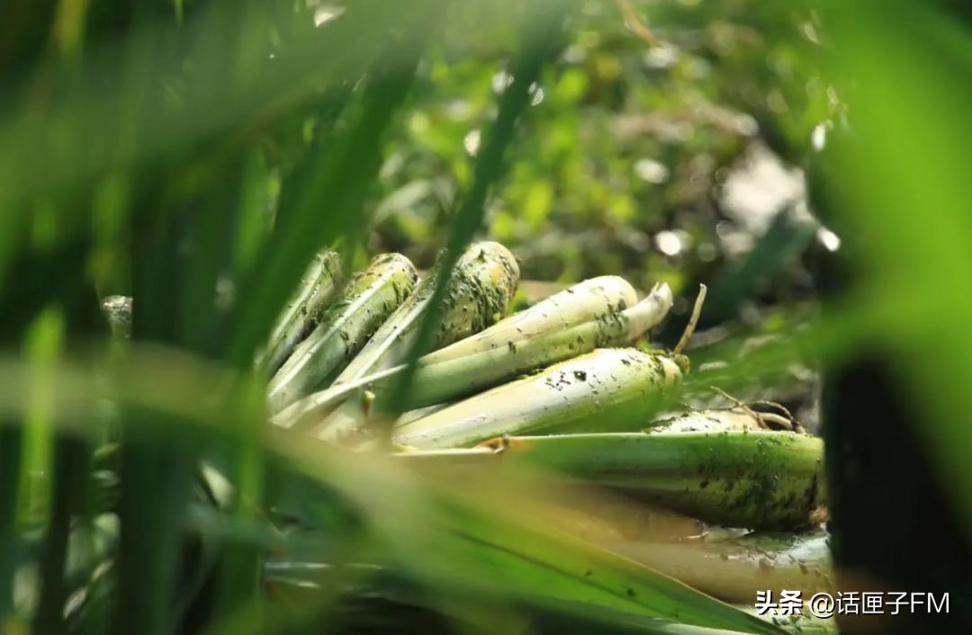 练塘茭白有哪些品种好吃,练塘新鲜茭白