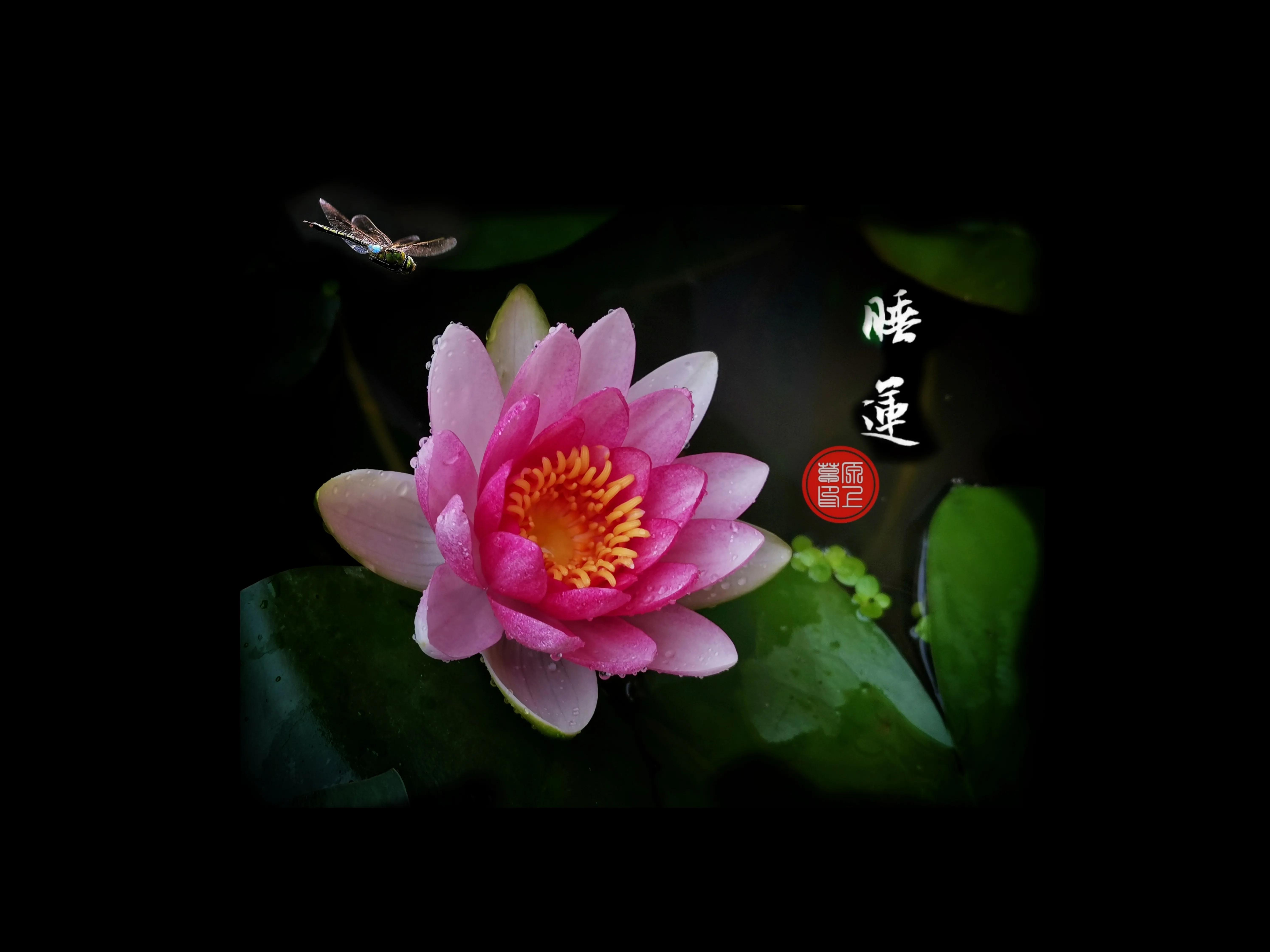 百花酿诗韵芬芳留人间（一）