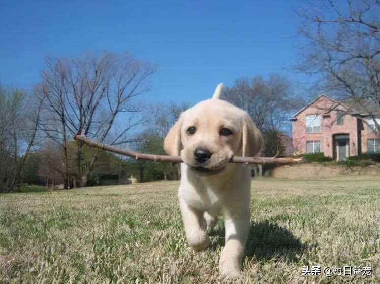 纯种拉布拉多犬特征介绍图解,纯种拉布拉多幼崽特征