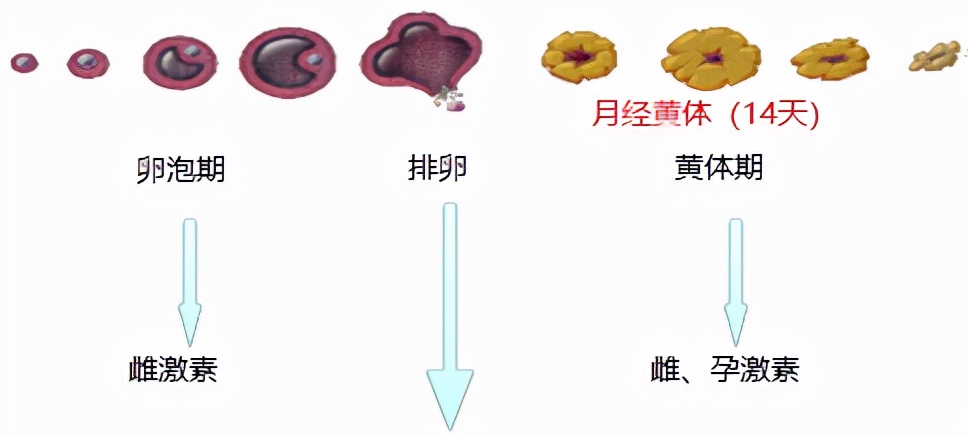 怕她不来又怕她乱来的文案,怕她不来又怕她乱来出处