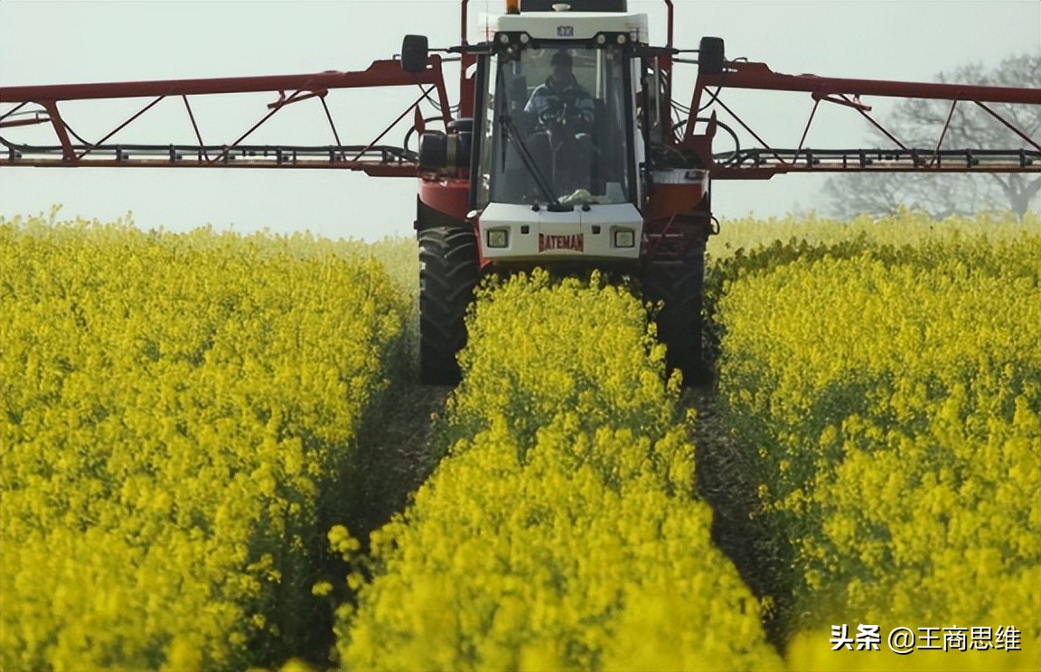 中国取消进口油菜籽吗,中国进口加拿大油菜籽