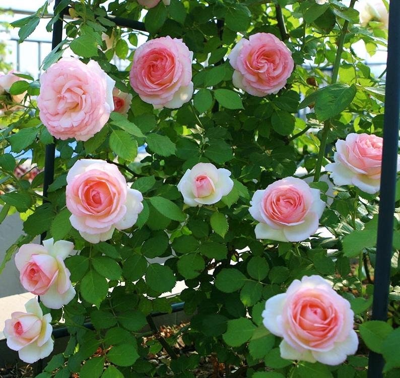 这四种月季颜值高刺又少新手必入,推荐8款高颜值月季