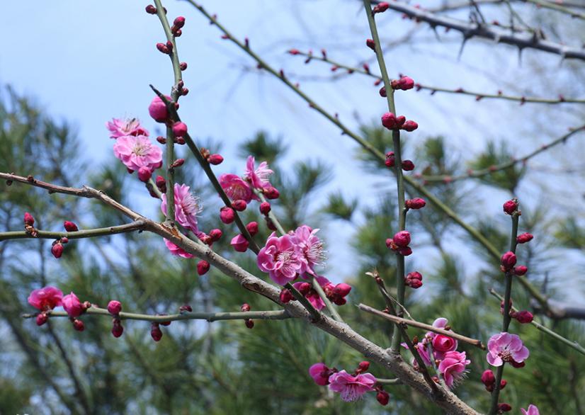 关于春天的古诗有图有诗意,唐诗三百首关于春的诗句及赏析