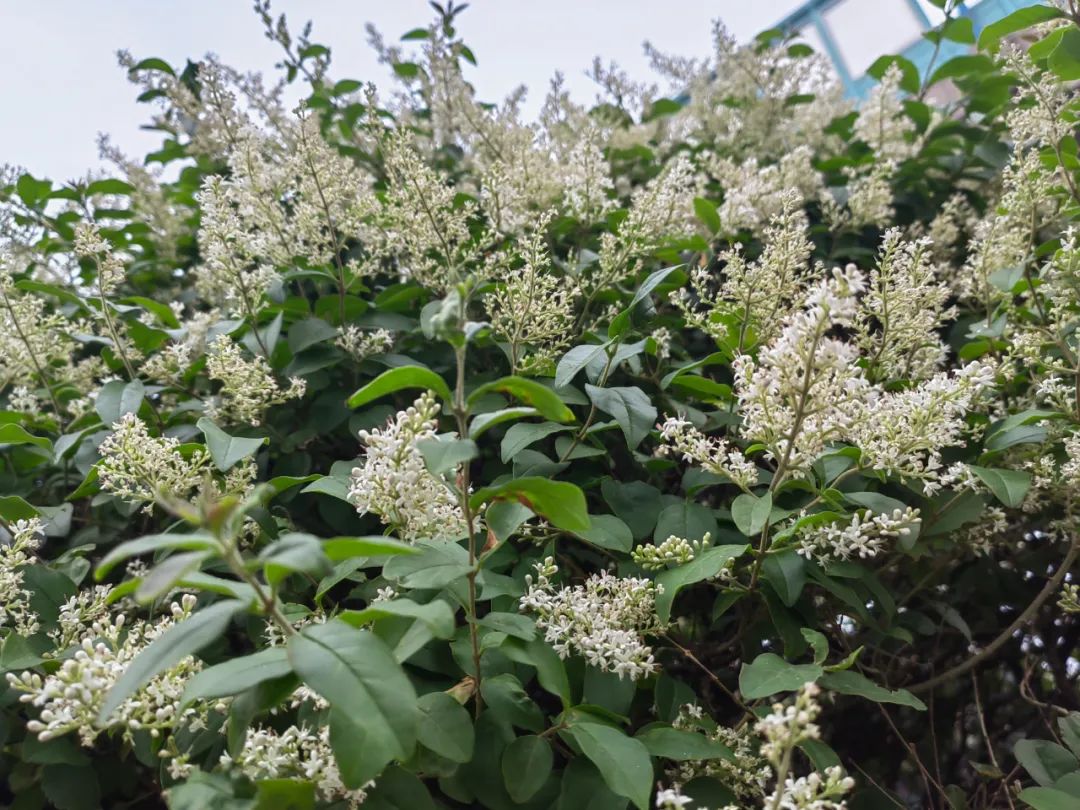 小蜡和小叶女贞区别,小叶女贞和水蜡叶片的区别