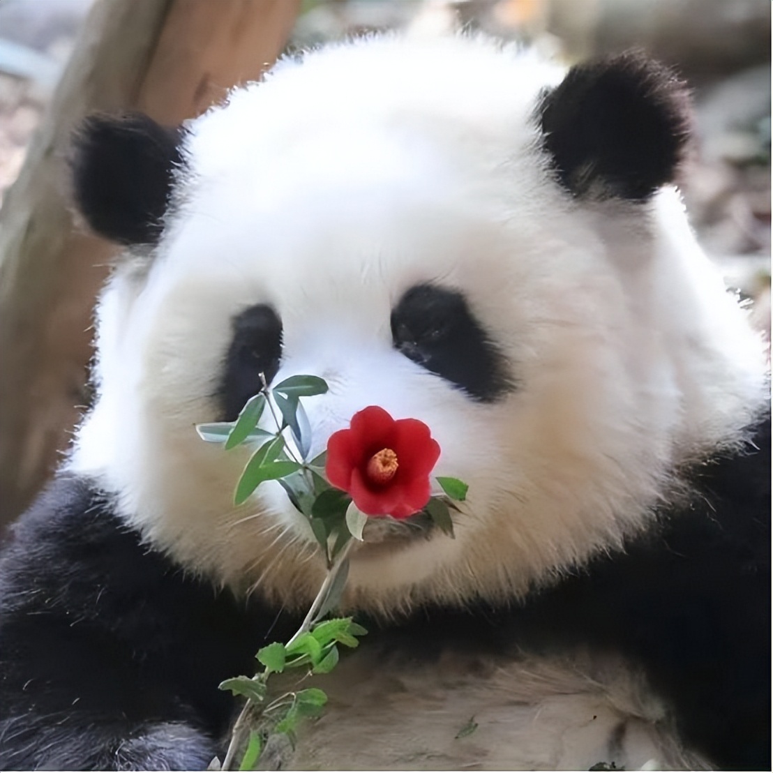 汪苏泷《醉拳》,汪苏泷成龙醉拳